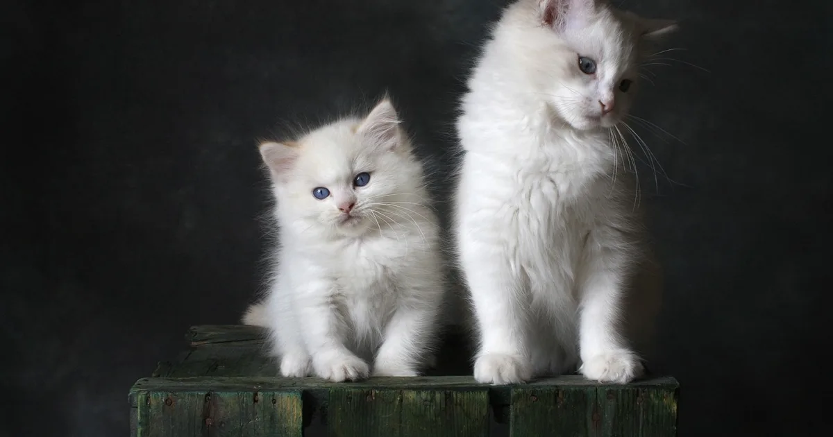 How to Choose Cat Litter: Clay, Silica, Tofu and Pine Compared (2026)