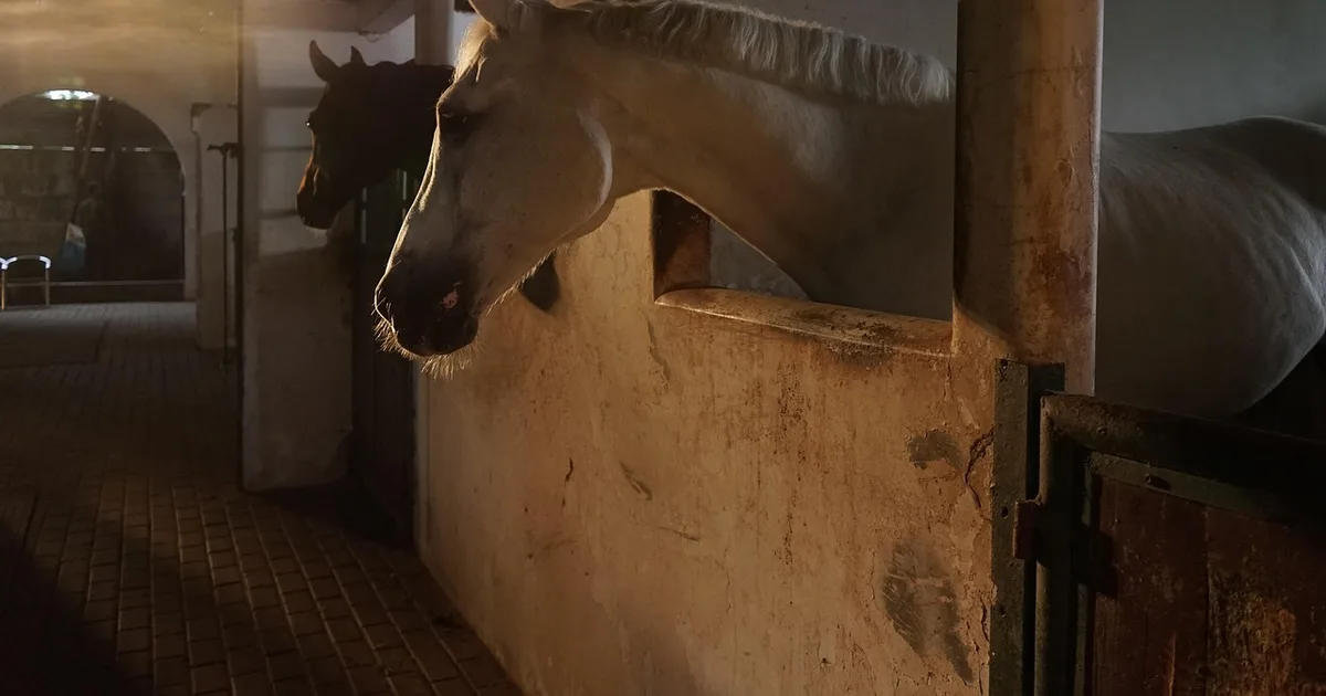 Caballo parado en un establo